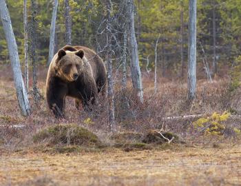 conscious traveler bear aware in aspen