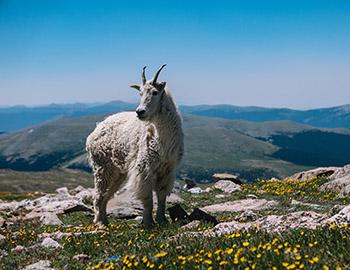 Rocky Mountain mountain goat