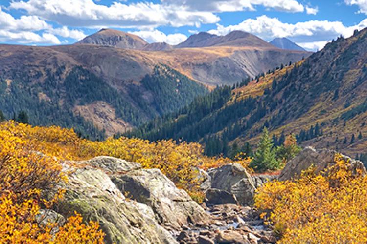 aspen fall foliage leaf peeping