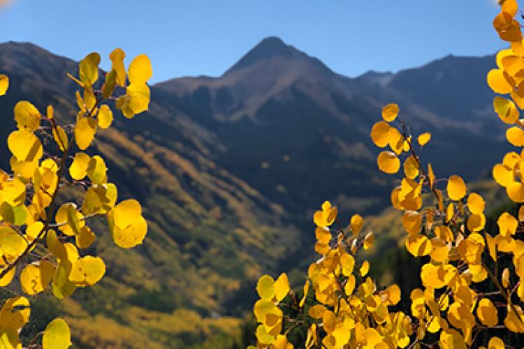 aspen fall foliage leaf peeping