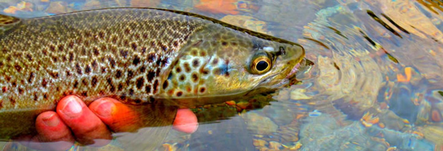 Aspen Fly Fishing