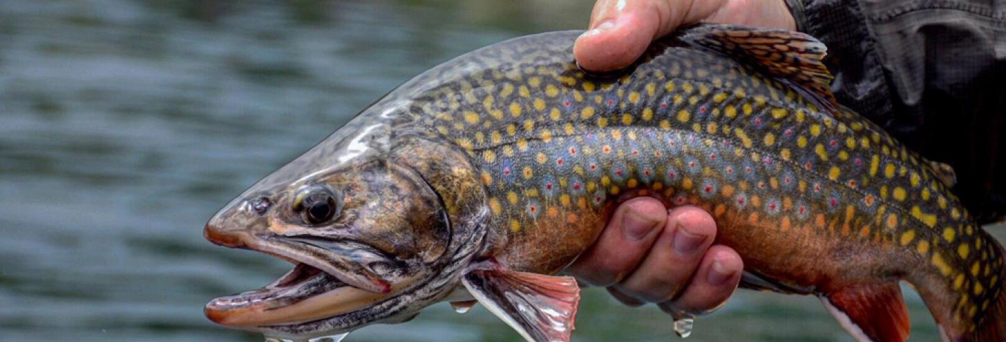 Taylor Creek Fly Shops