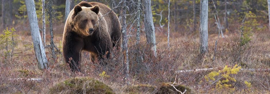 conscious traveler bear aware in aspen
