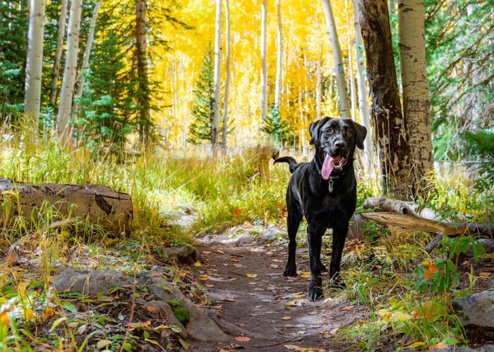 dog in aspen