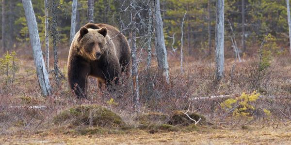 conscious traveler bear aware in aspen