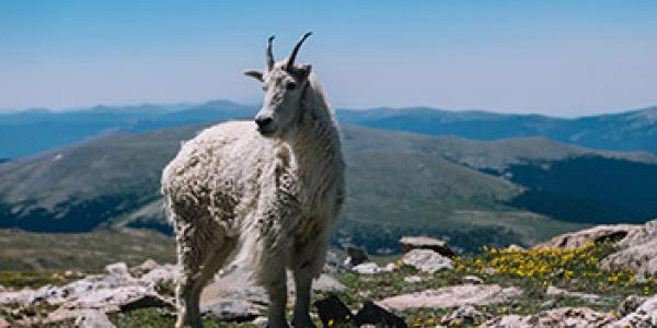 Rocky Mountain mountain goat