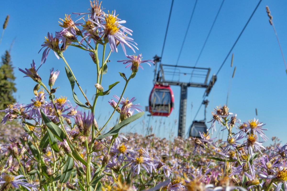 weekly-events-in-aspen-this-summer-frias-properties