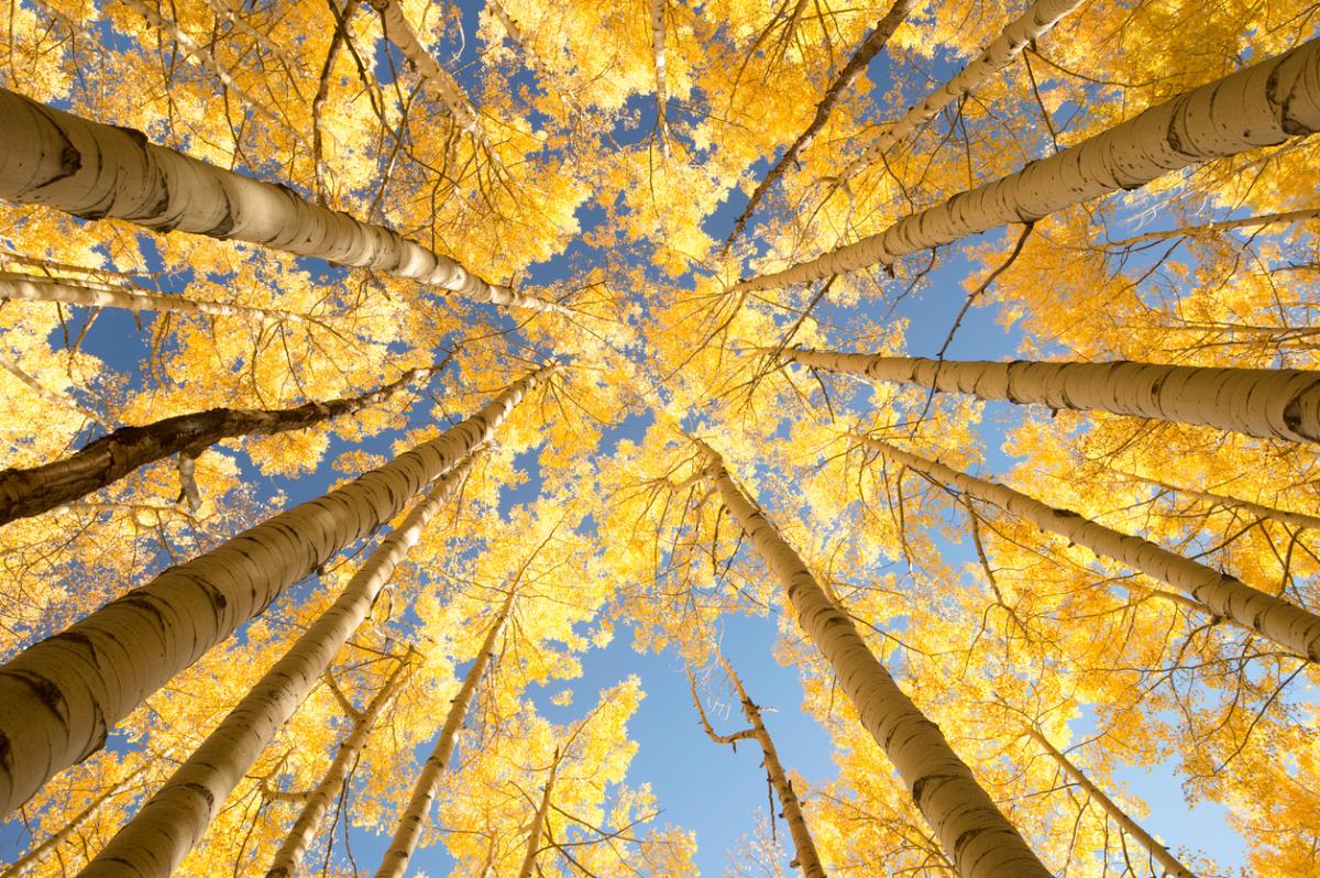 10 Reasons Why Aspen is Famous | Frias Properties