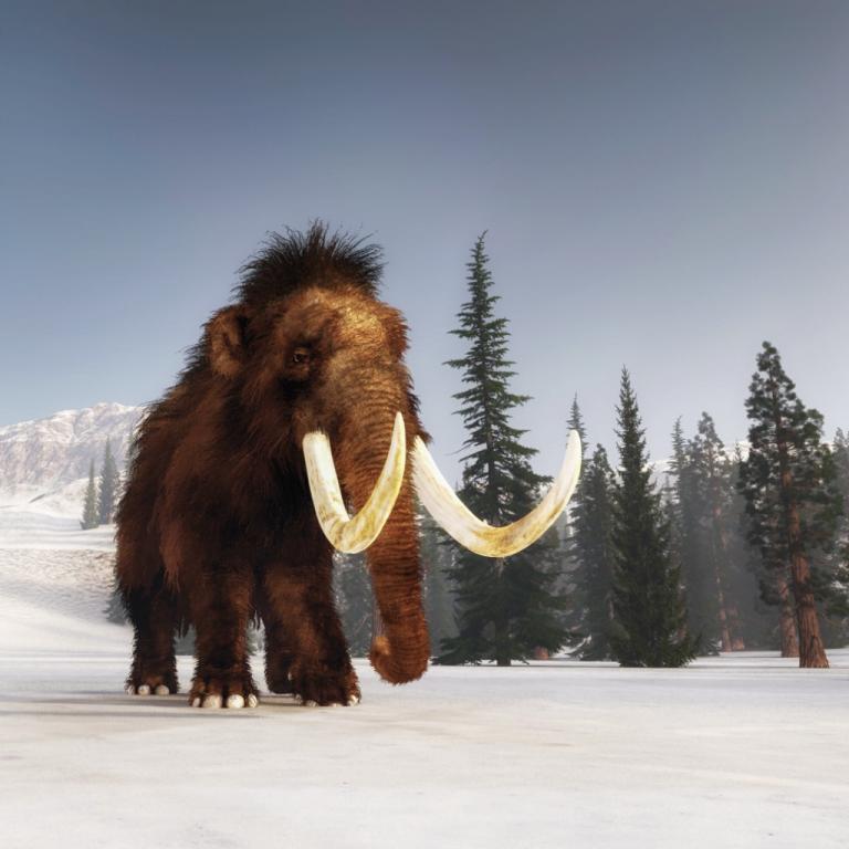 Snowmass Ice Age Discovery Snowmass Ice Age Discovery