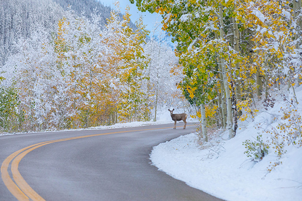 Deer on a winter road in Aspen