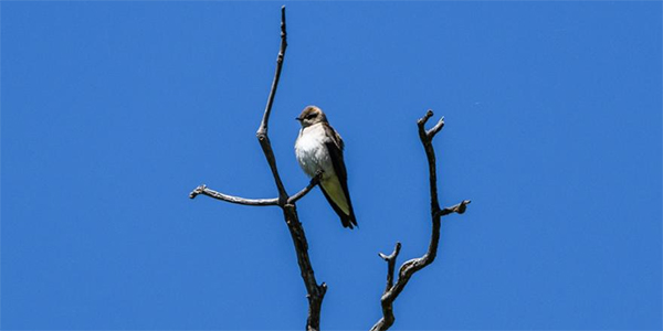 Birding at Aspen Center for Environmental Studies