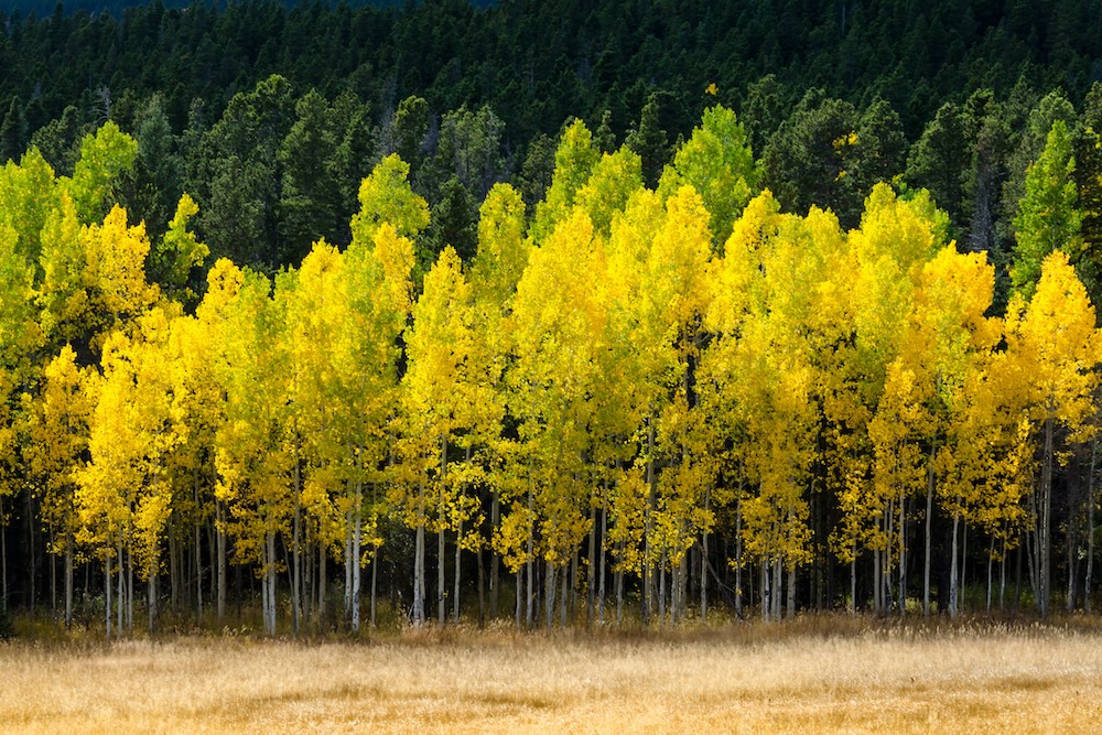 Aspen Front Line in the fall.