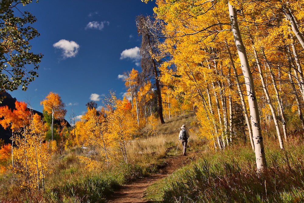 Autumn aspens