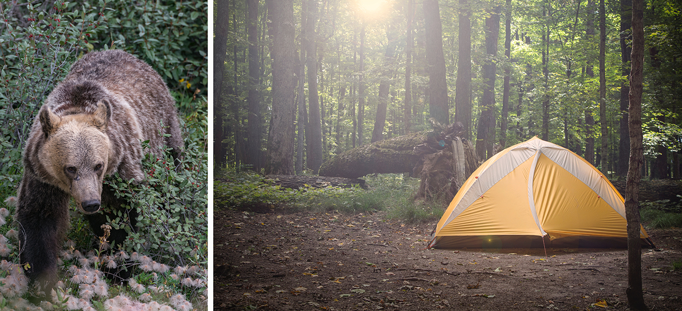 bears camping aspen bear aware 