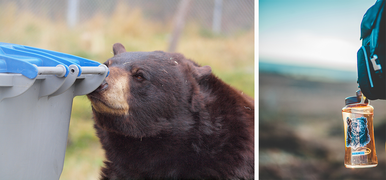 bears sniffing garbage bear aware in aspen