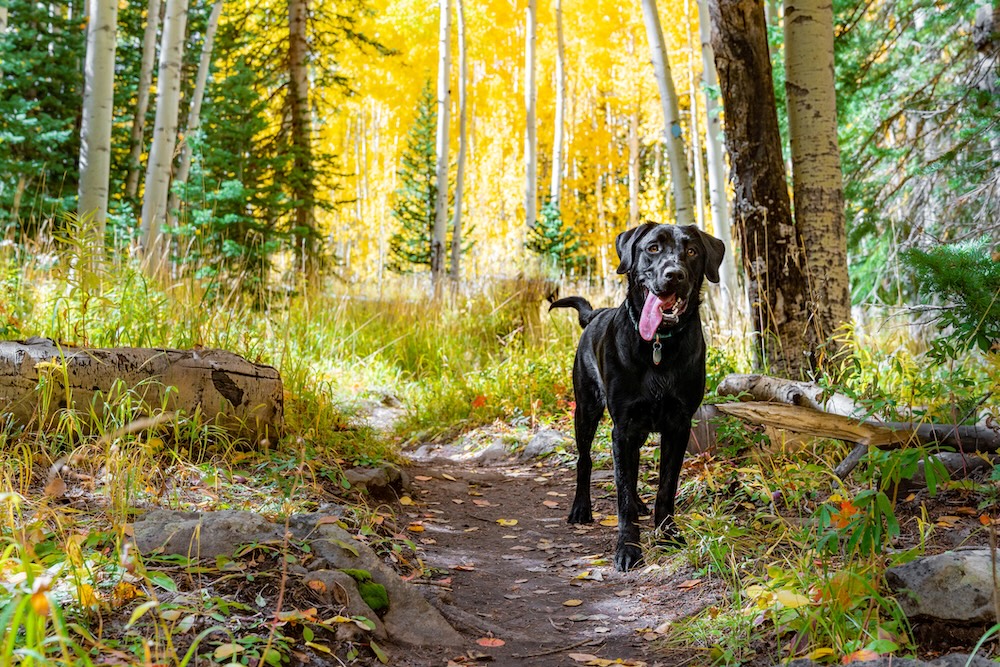 dog-friendly hiking trails in aspen